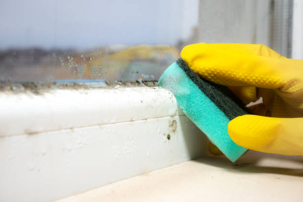 Best Commercial Mold Removal  in Jurupa Valley, CA