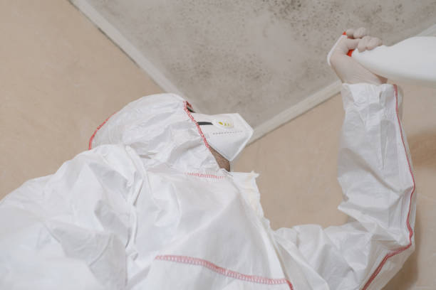 Mold Testing and Removal in Jurupa Valley, CA