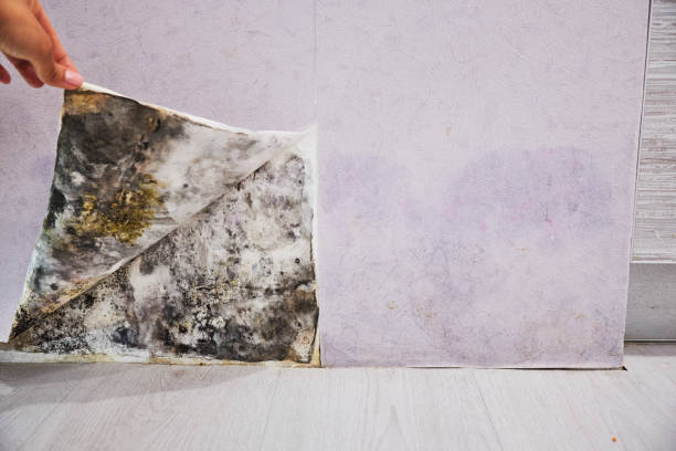 Best Office Mold Removal Services  in Jurupa Valley, CA